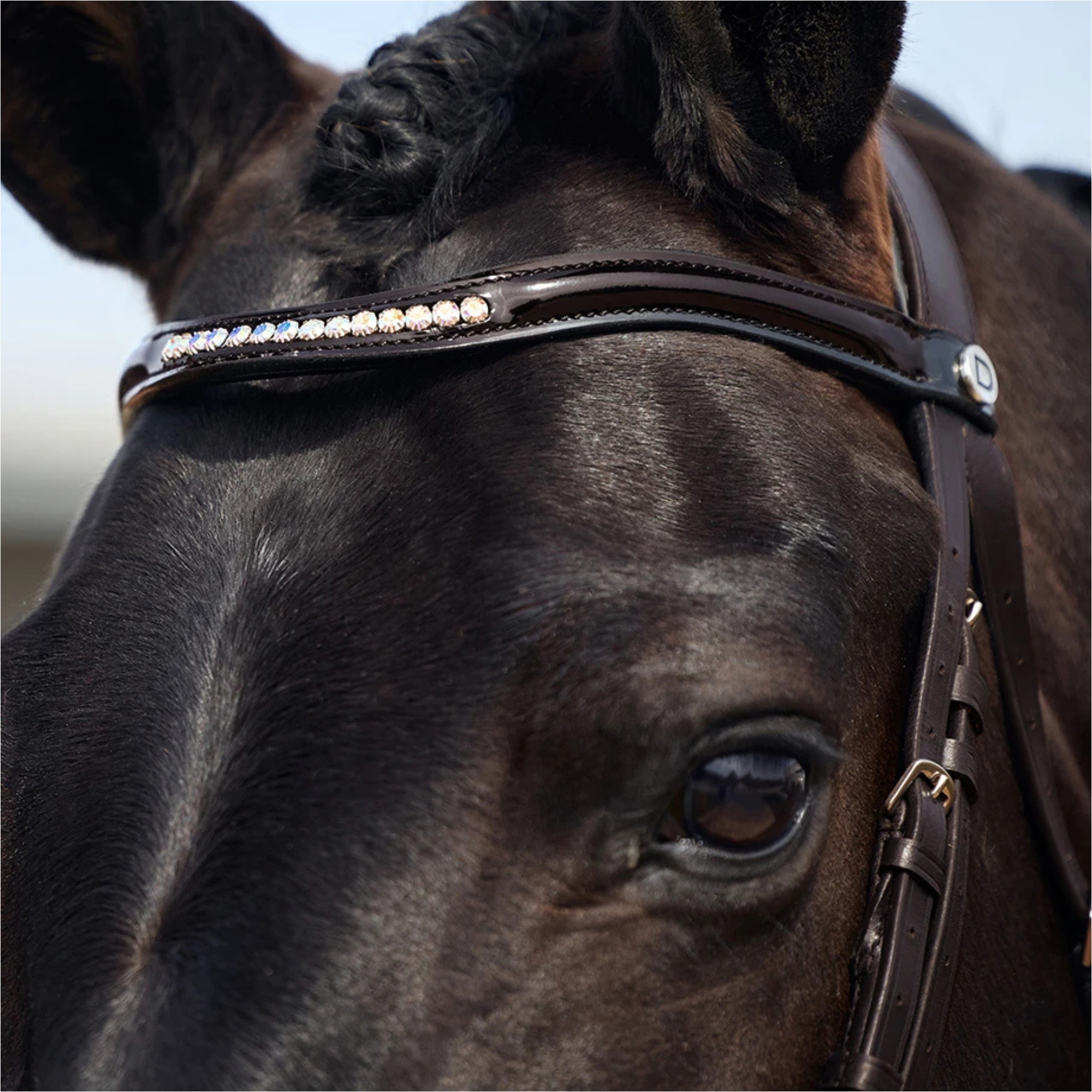 2026 Dublin Padded Mono Crown Patent Flash Bridle 1031501 - Brown